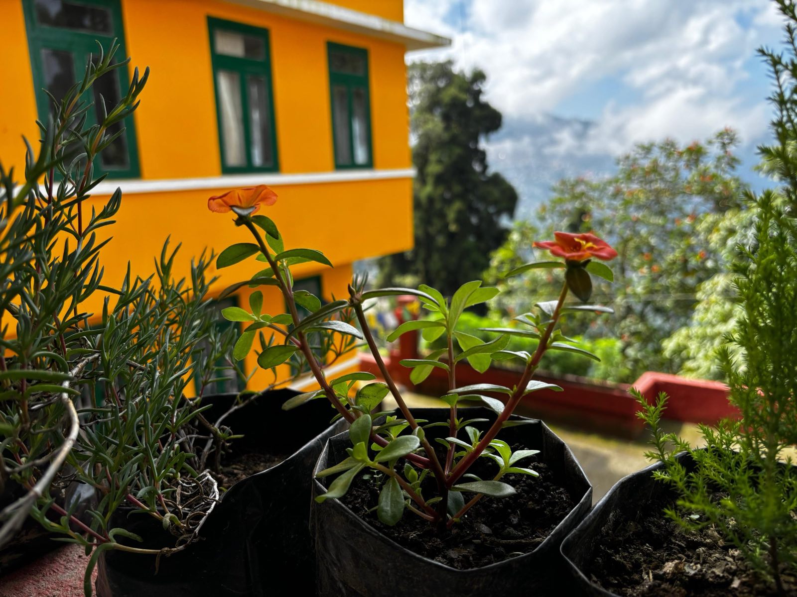 Potted portulaca in flower on the terrace, against Asraya's saffron facade and green window frames
